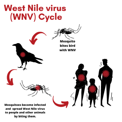 West Nile Virus Cycle Diagram